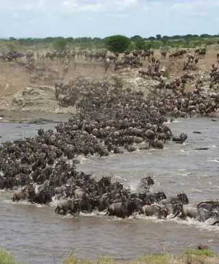 Spüre die Big Five in der Masai Mara auf
